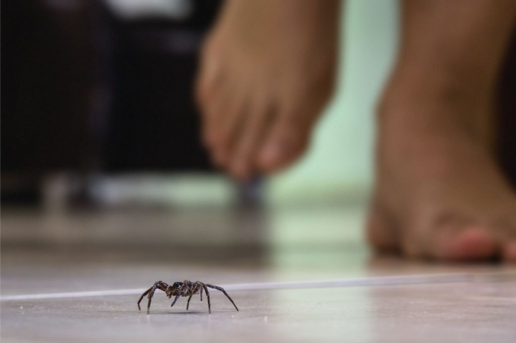 On teste des solutions pour repousser les araignées naturellement
