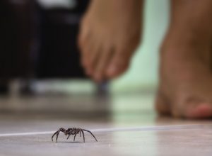 On teste des solutions pour repousser les araignées naturellement ?