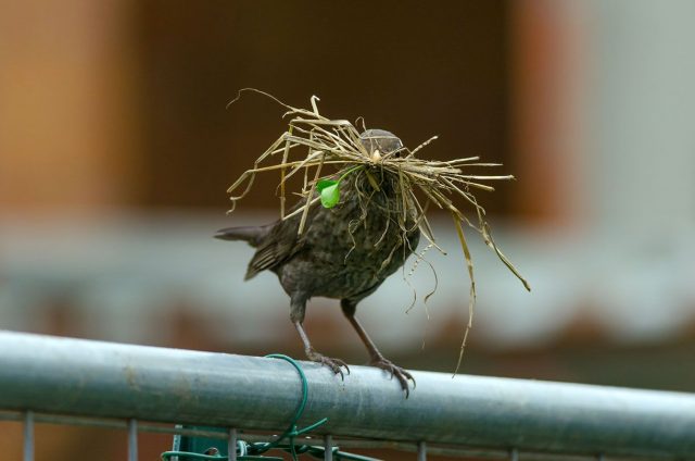 Comment un oiseau construit son nid ?